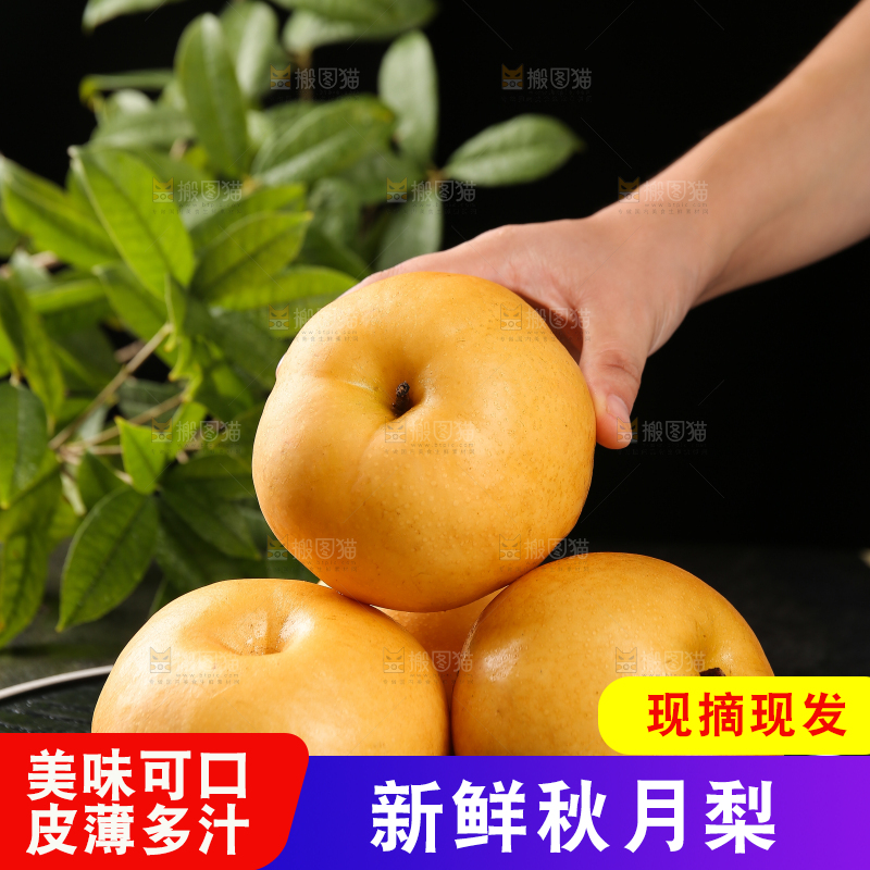 手里拿着新鲜秋月梨