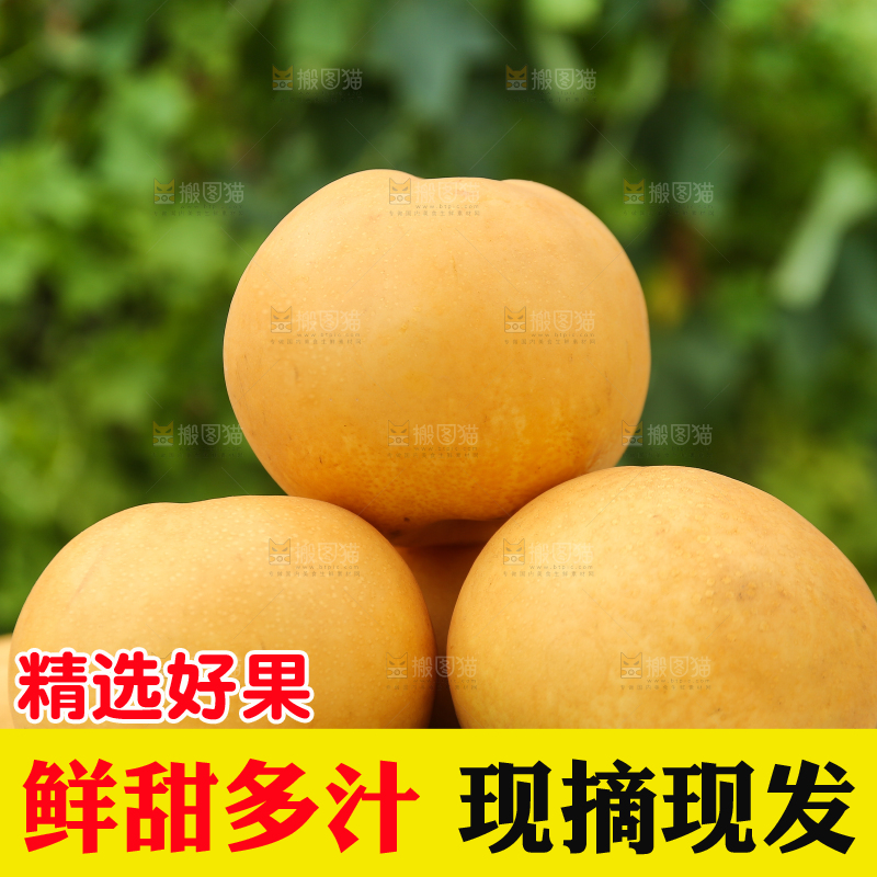 堆放着的莱阳秋月梨