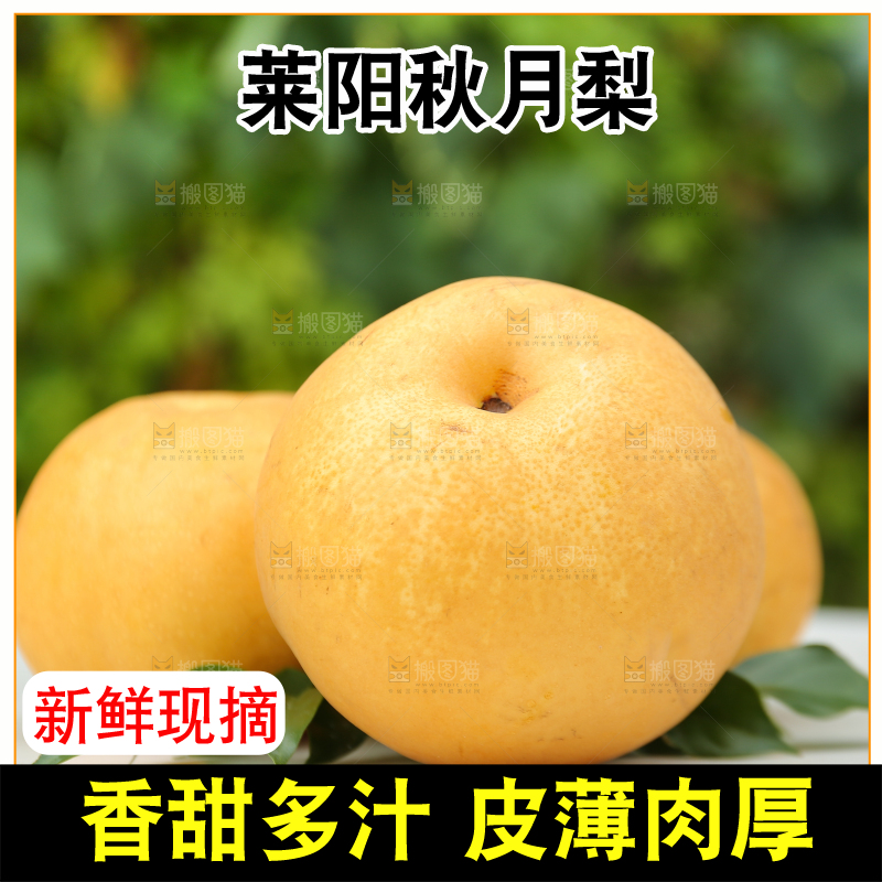 桌子上摆放着的秋月梨