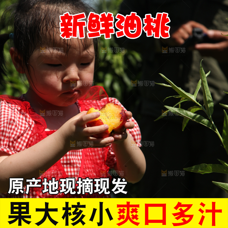 女孩正在吃着黄心油桃