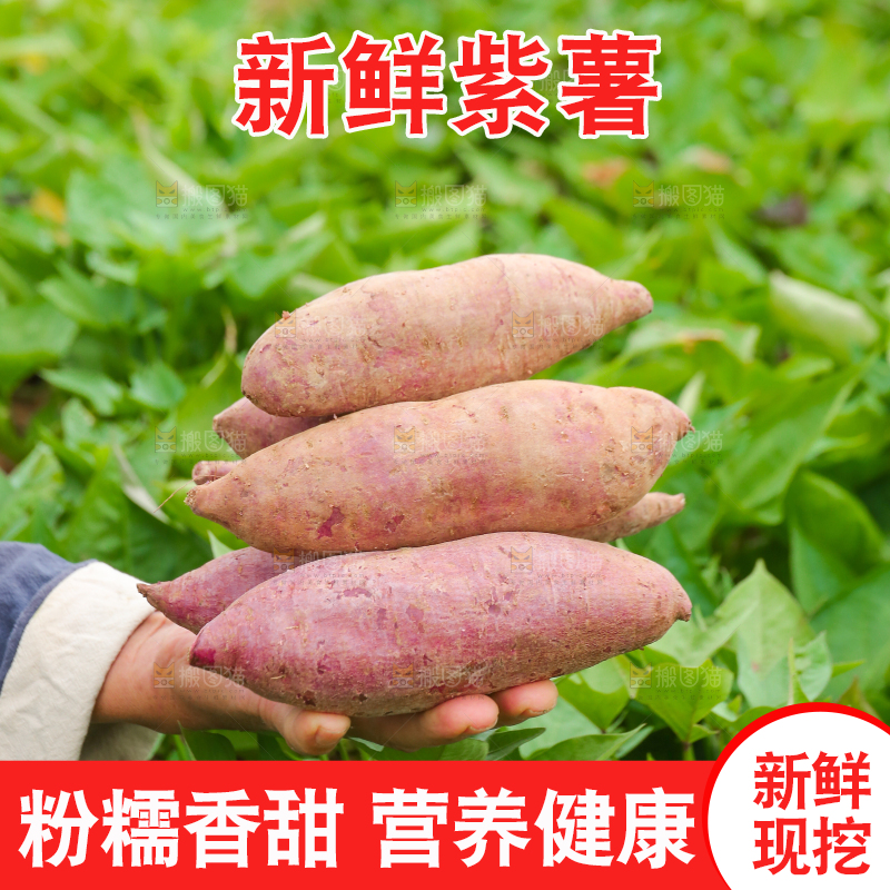 手里拿着沙地紫薯