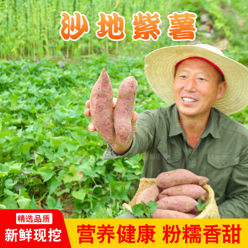 农民手里拿着一篮紫薯