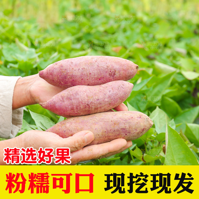 手里拿着沙地紫薯