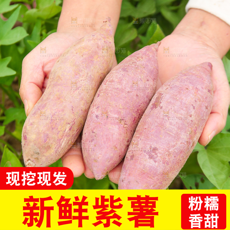 手里拿着沙地紫薯