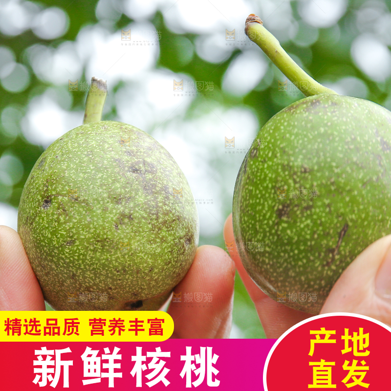 手里拿着青核桃