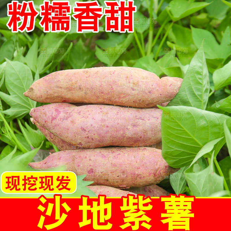 地里放着新鲜紫薯