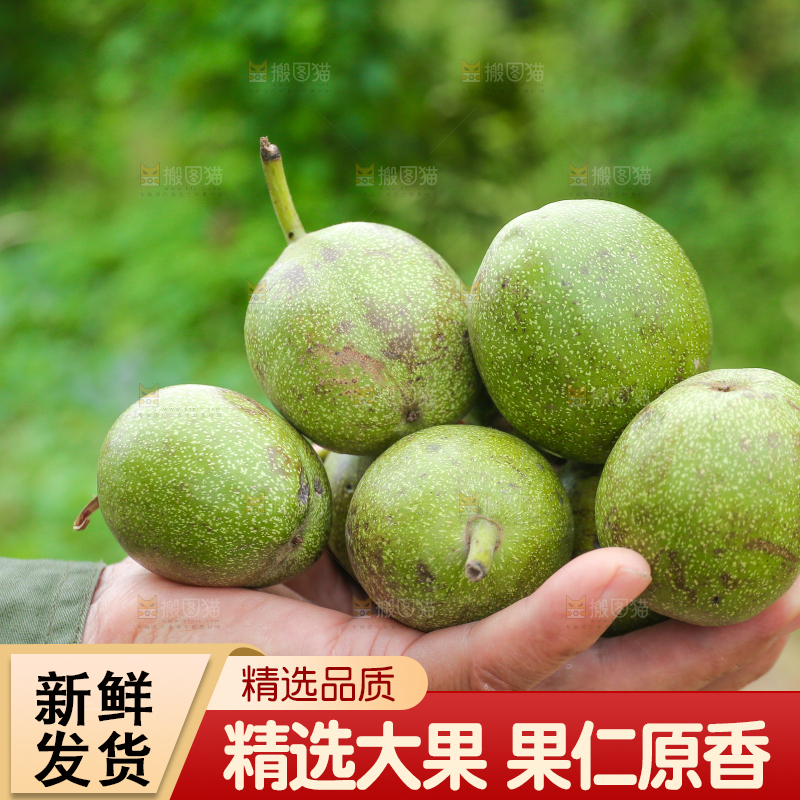 手里捧着青皮核桃