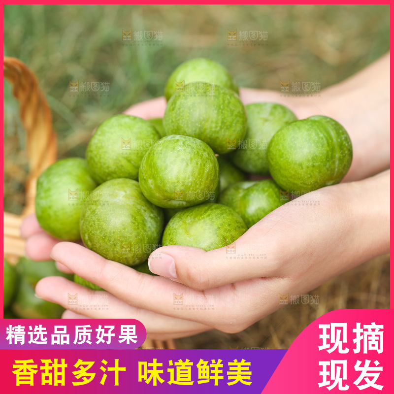 手里捧着四川脱骨李