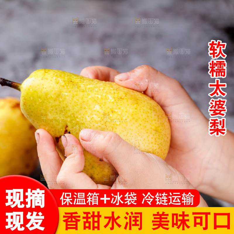 手里拿着烟台太婆梨