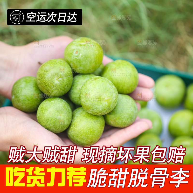 手里捧着四川脱骨李