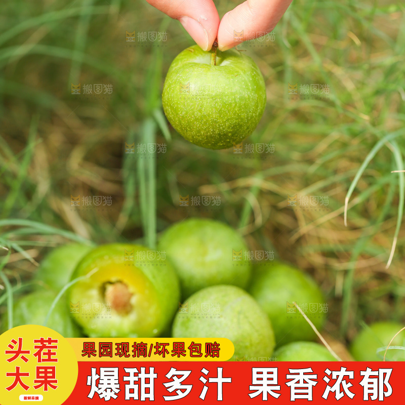 手拿着青脆李