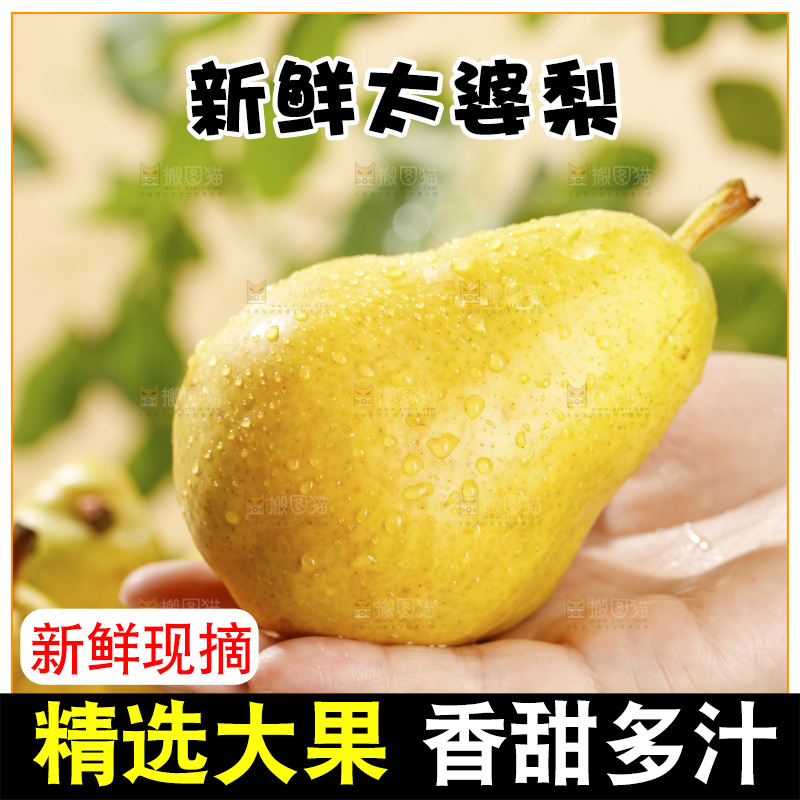 手里放着烟台太婆梨