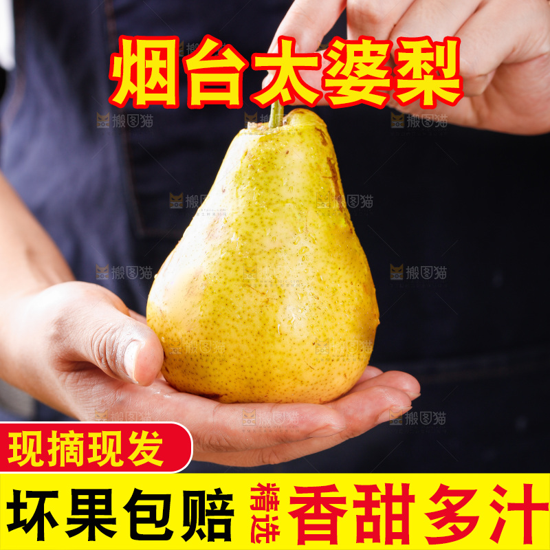 手里放着山东太婆梨