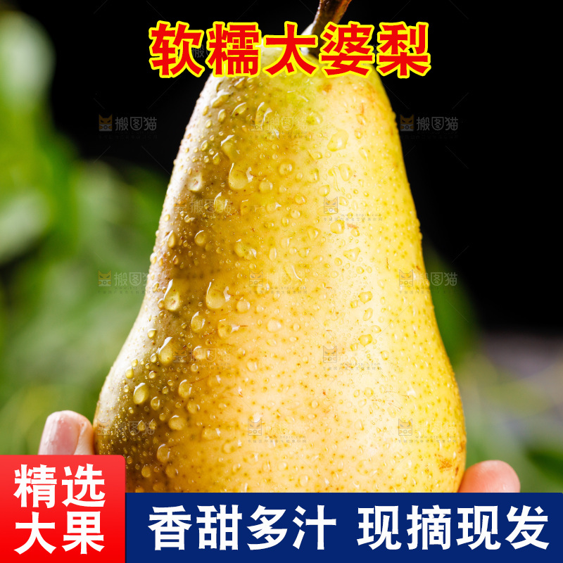 手里放着山东太婆梨