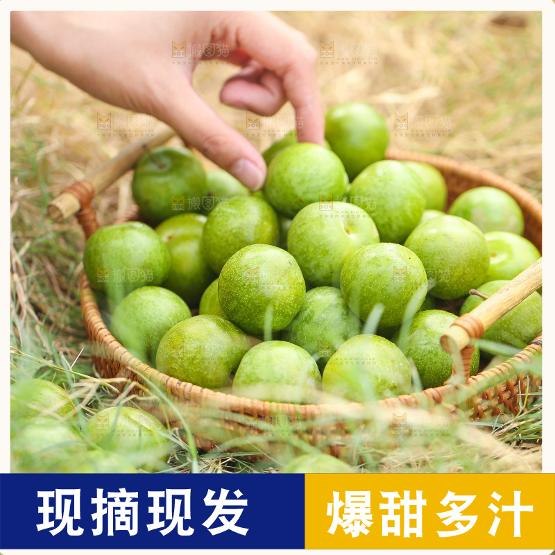 手拿篮子里的青脆李