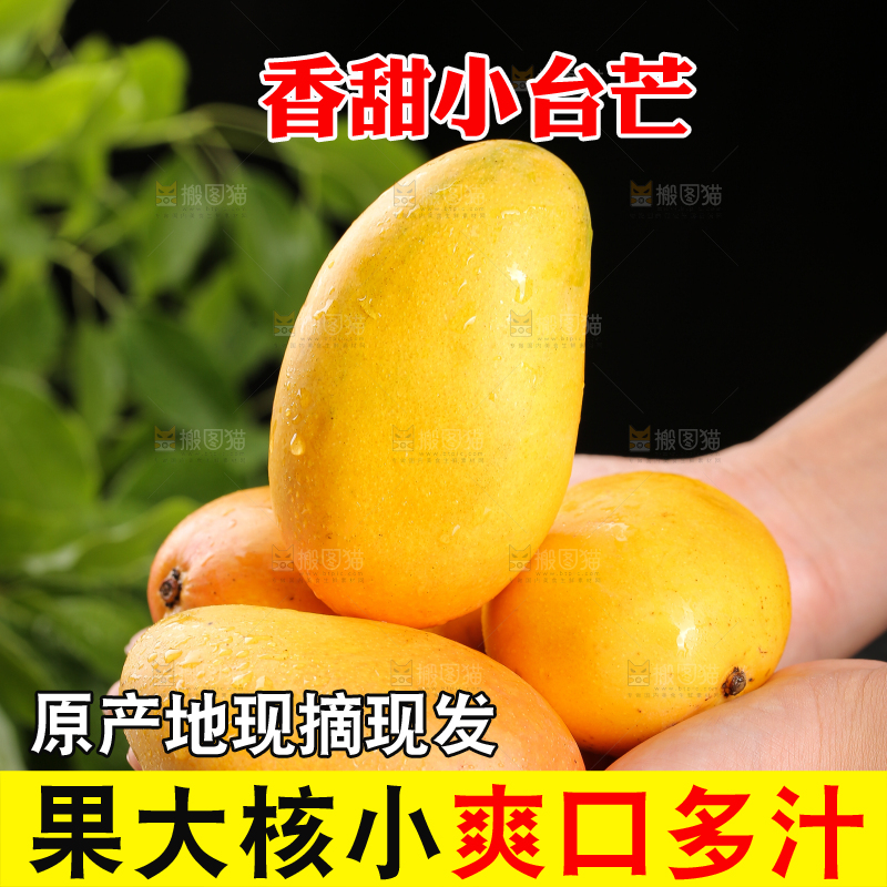 手里捧着新鲜小台芒