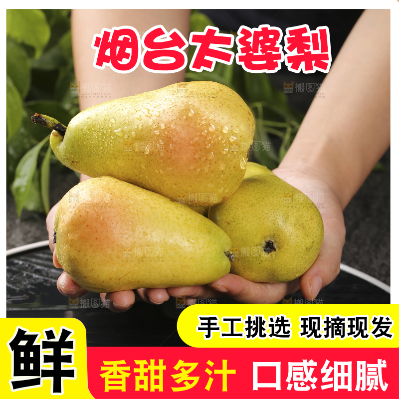 手里捧着烟台太婆梨
