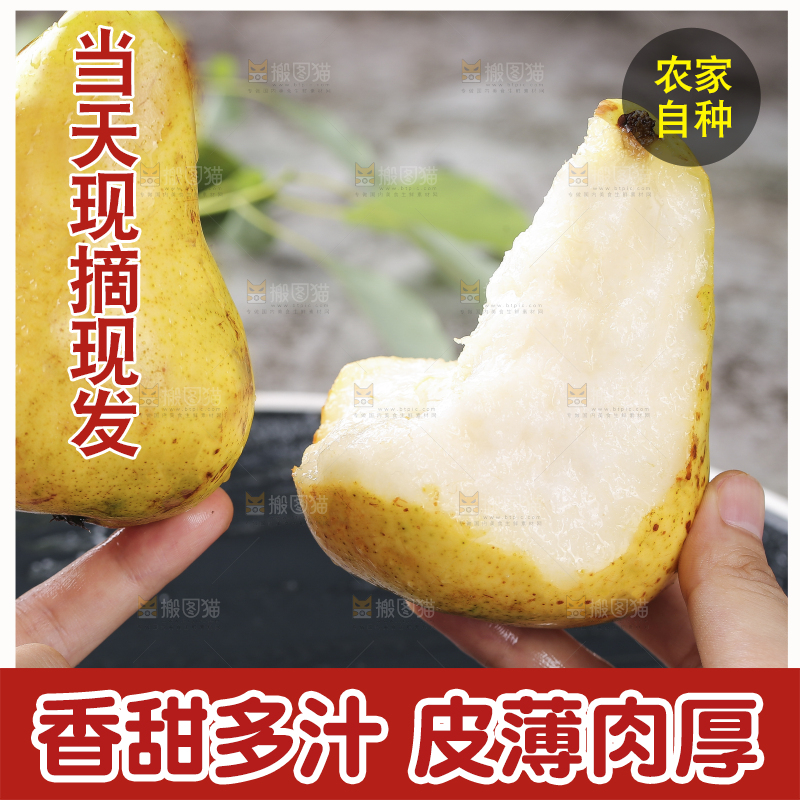 手上拿着山东太婆梨