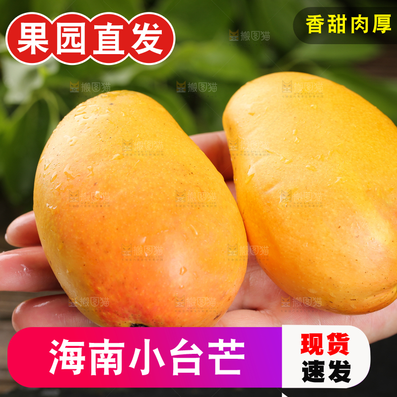手上放着新鲜小台芒