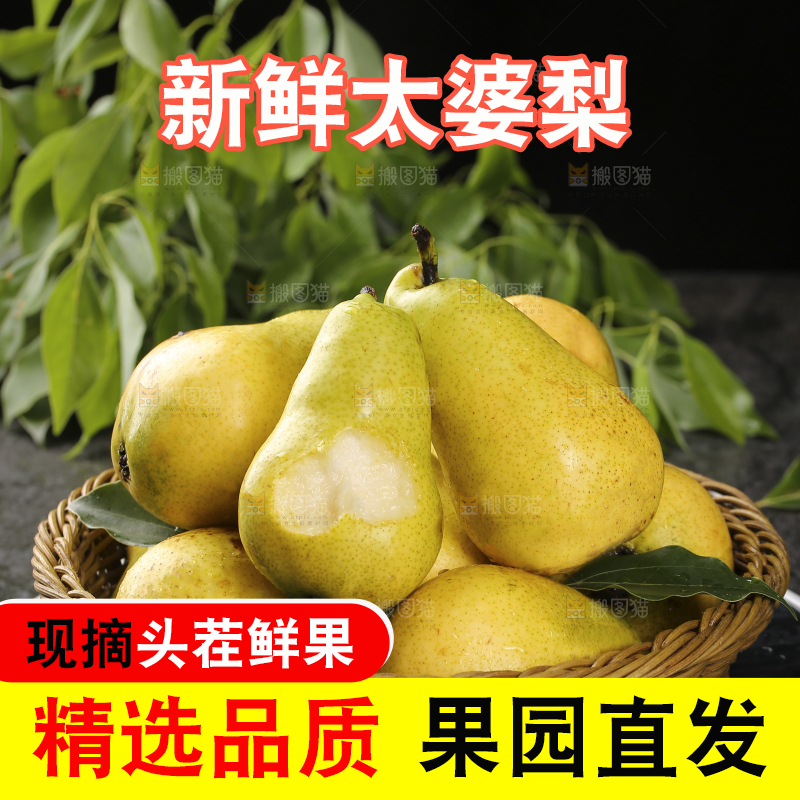 篮子里的山东太婆梨