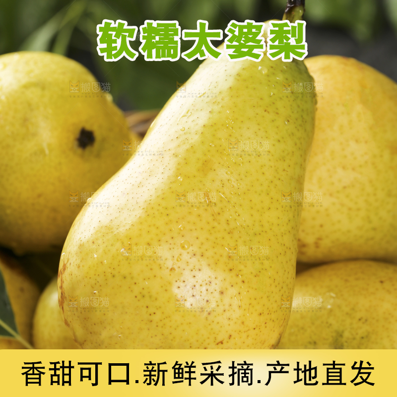 堆放着的太婆梨