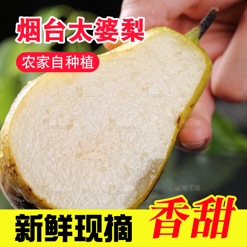 手拿着山东太婆梨