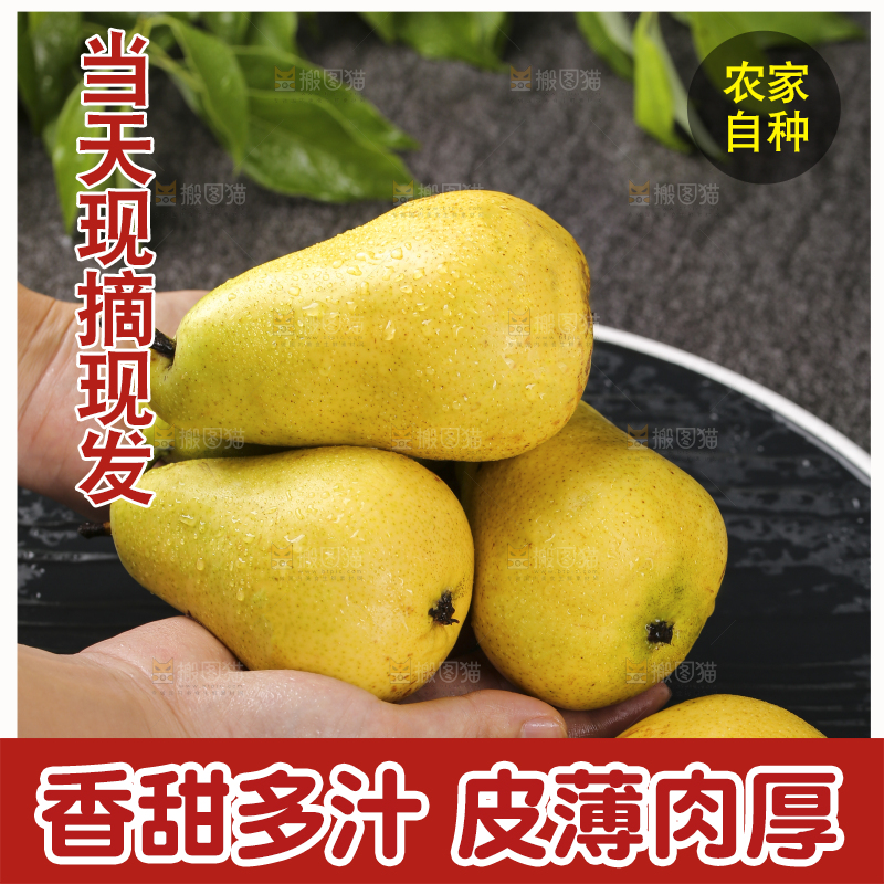 手里捧着烟台太婆梨