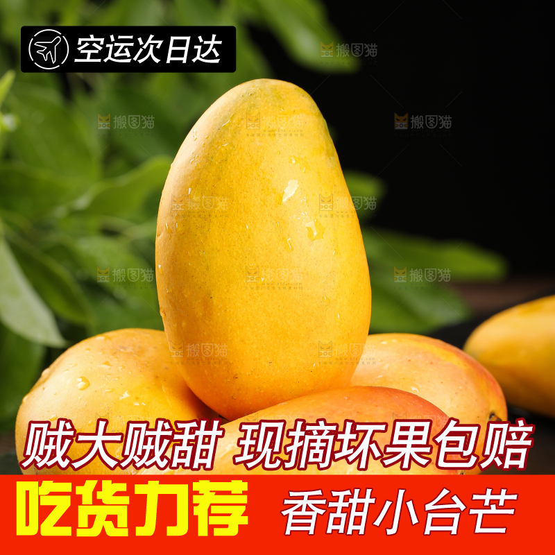 黑底上放着小台农芒果