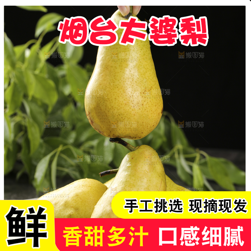 手里拿着山东太婆梨
