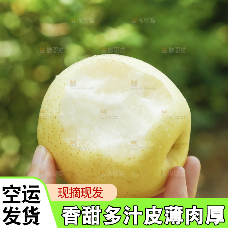 手里咬开的新鲜皇冠梨