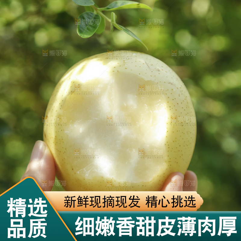 手里咬开的新鲜皇冠梨