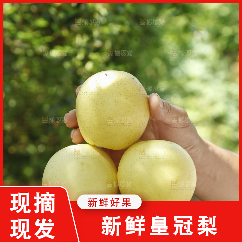 手上放着河北皇冠梨