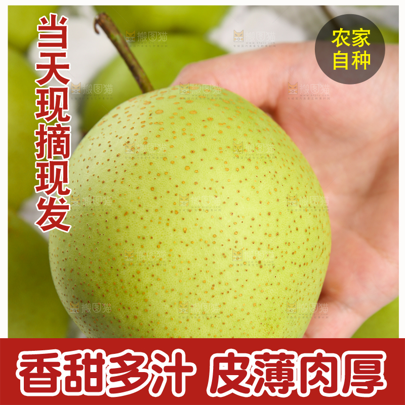 手里拿着新鲜早酥梨
