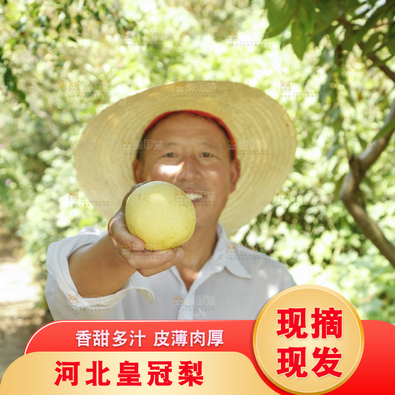 农民手里拿着皇冠梨