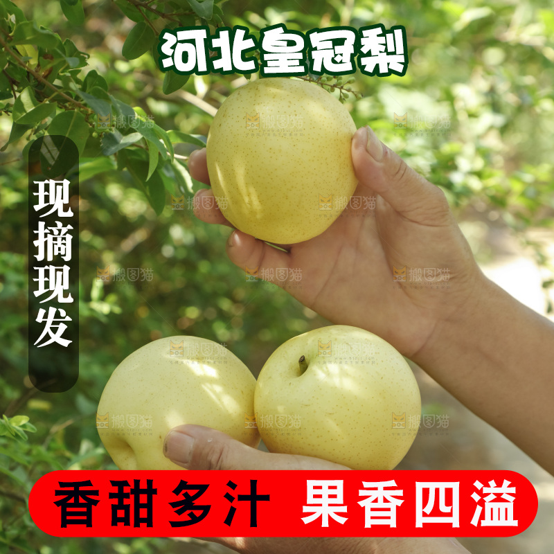 手里拿着新鲜皇冠梨