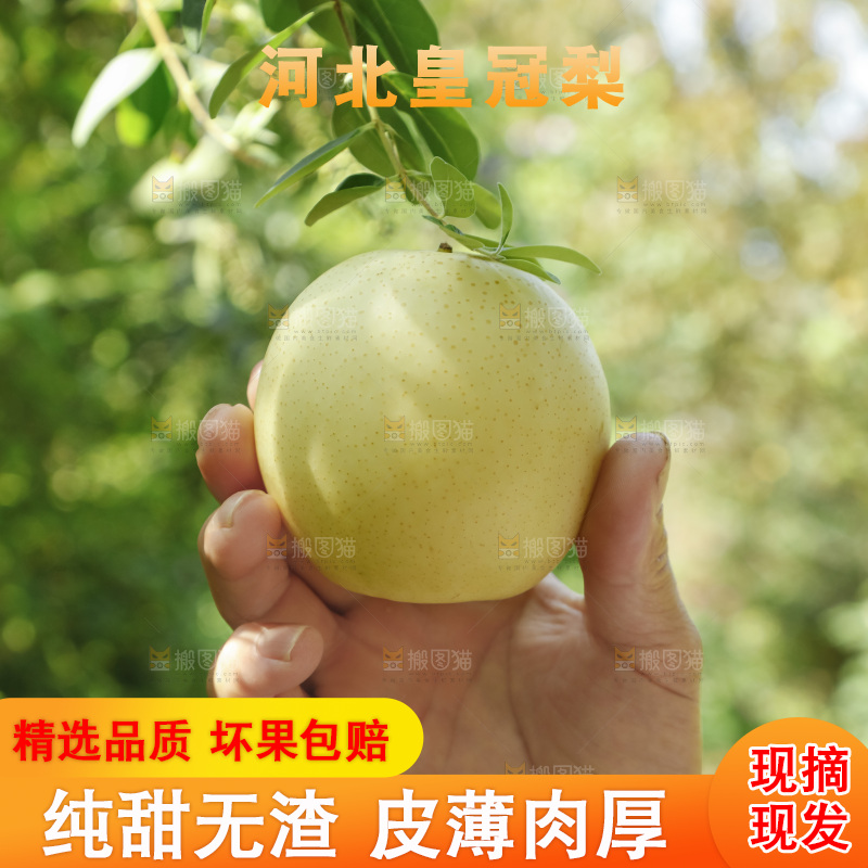 手里拿着新鲜皇冠梨
