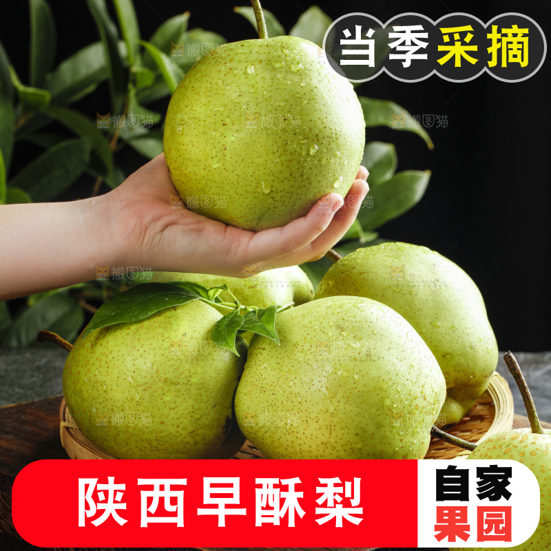 手里拿着陕西早酥梨