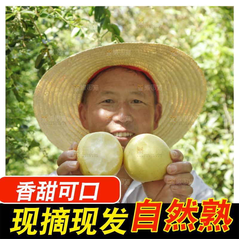 农民手里拿着河北皇冠梨