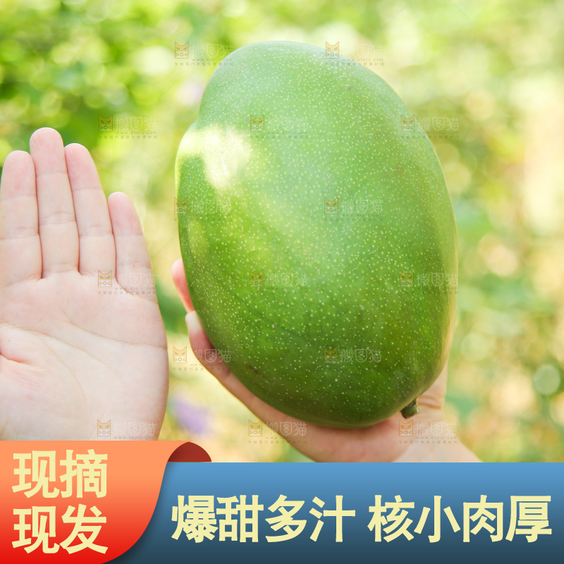手里拿着凯特大青芒