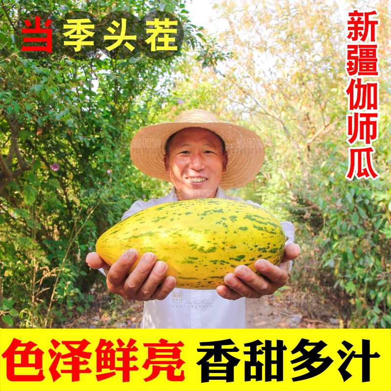 农民手拿新鲜伽师瓜