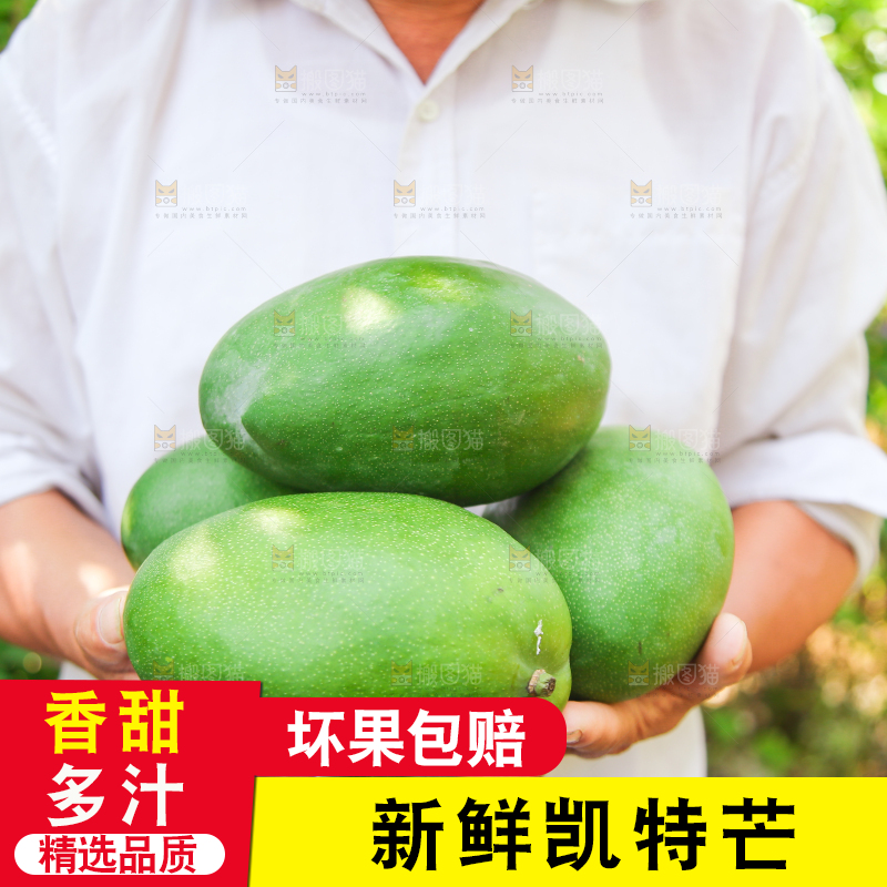 手里拿着凯特大青芒