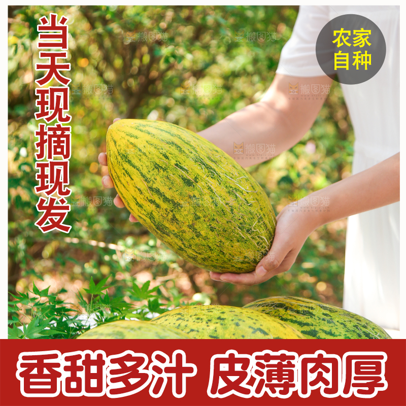 手里拿着伽师瓜
