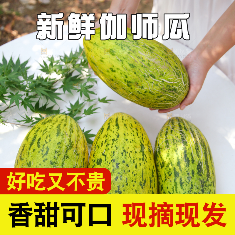 手里拿着伽师瓜