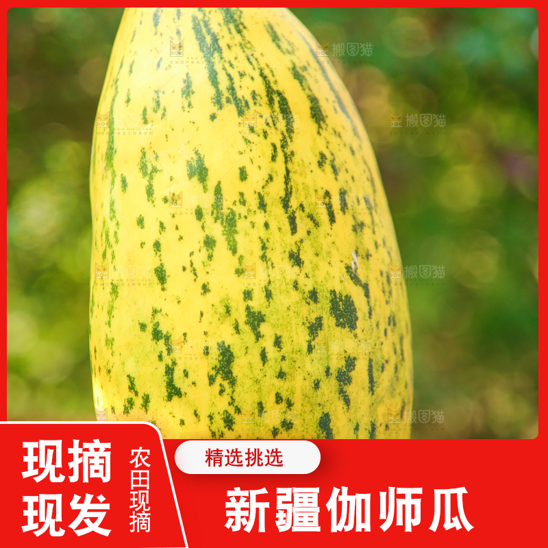 手里拿着伽师蜜瓜