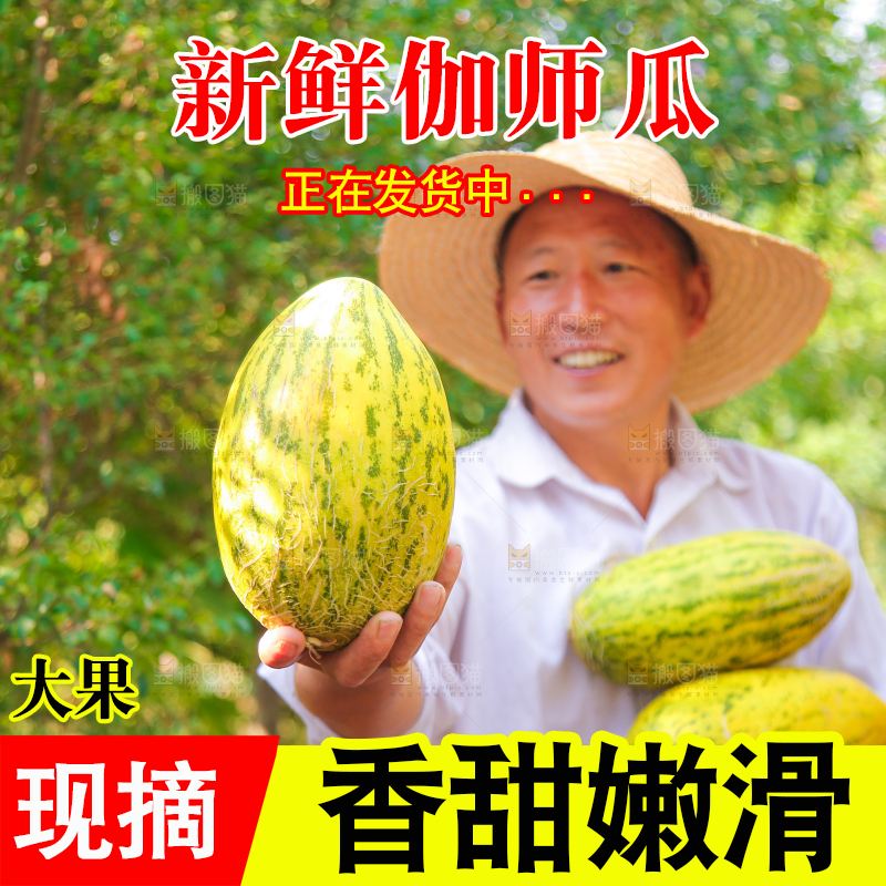 农民手里拿着新疆伽师瓜