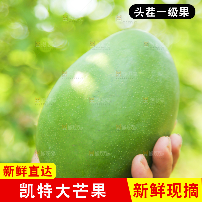 手里拿着凯特大青芒