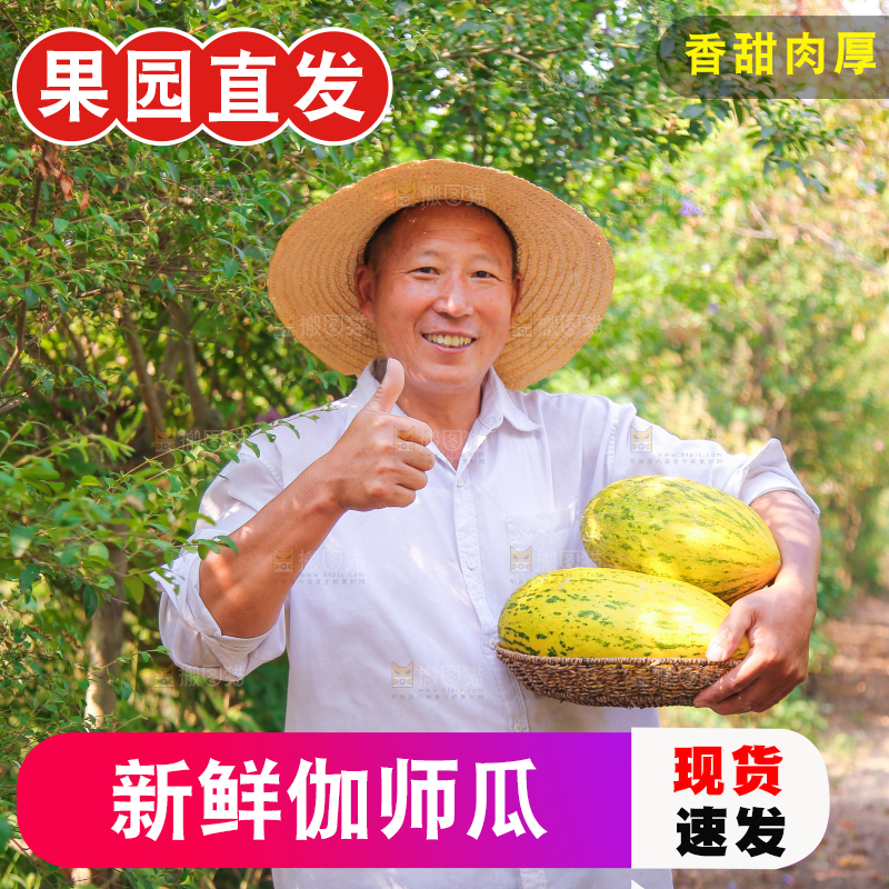农民手里拿着一篮伽师瓜