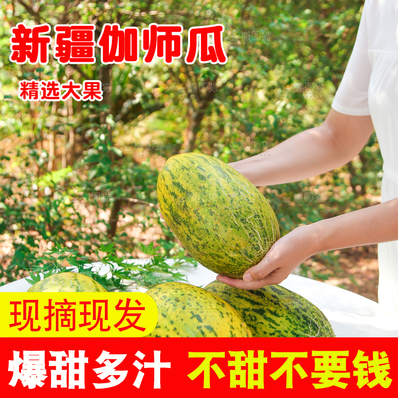 手里拿着伽师瓜