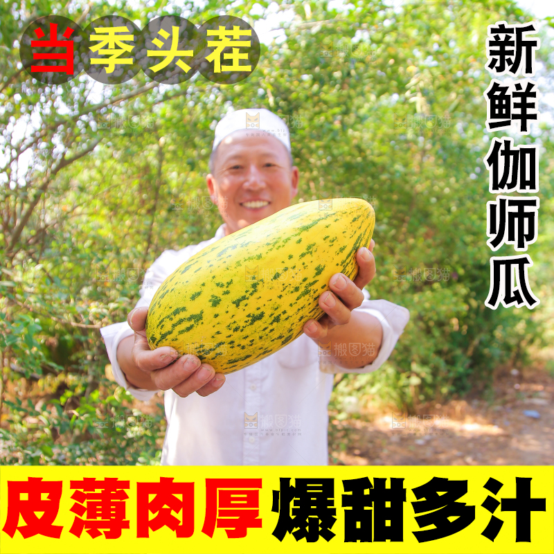 农民手拿着新鲜伽师瓜