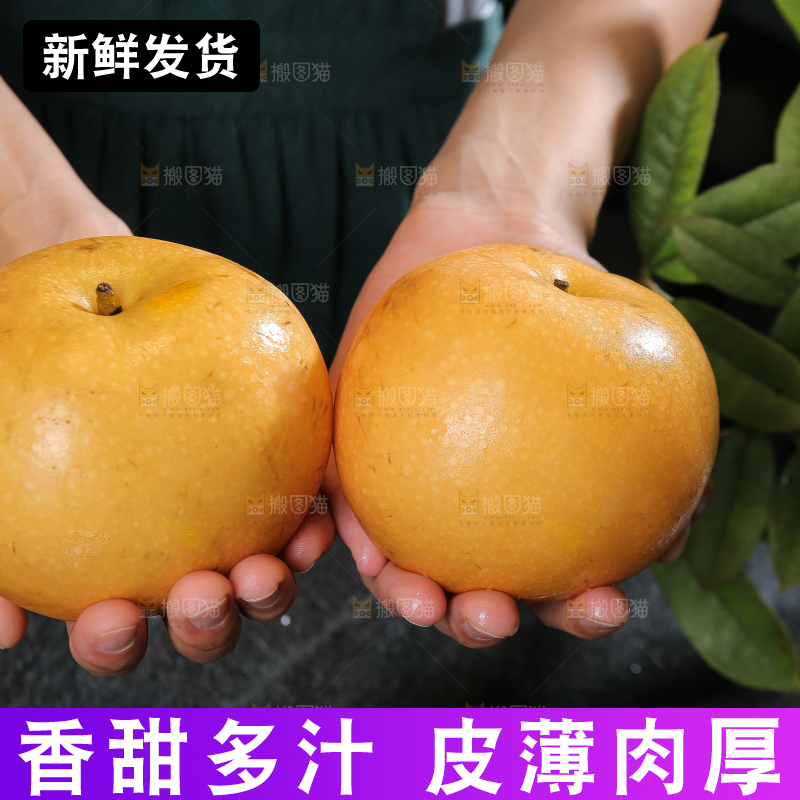 手里拿着新鲜秋月梨